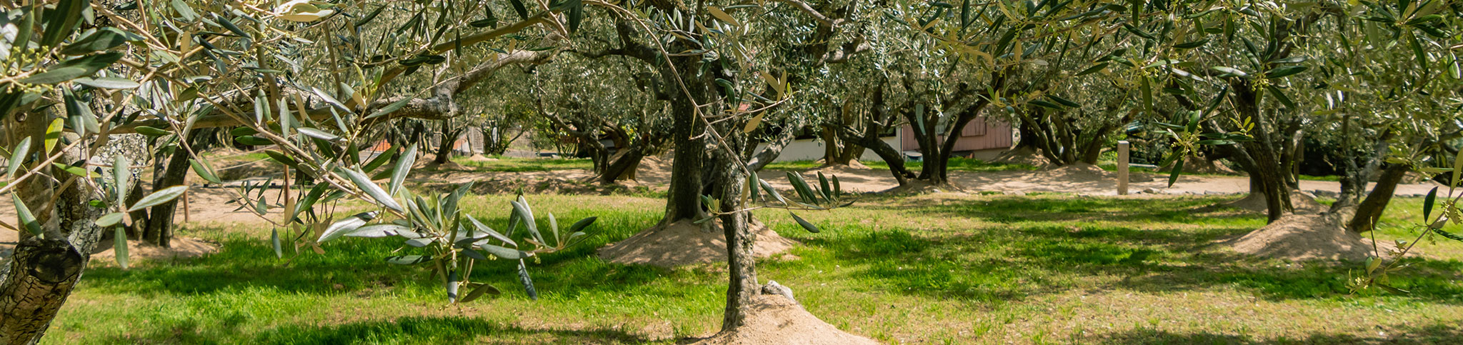 オリーブ園イメージ